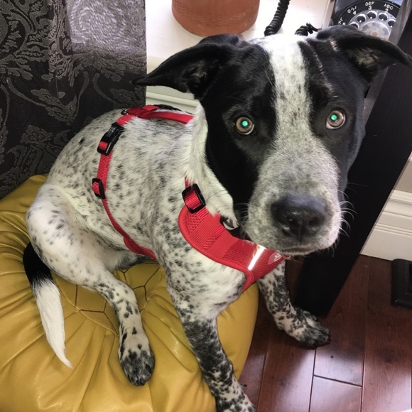 Meet your Posher, Keira - Picture 1 of 1